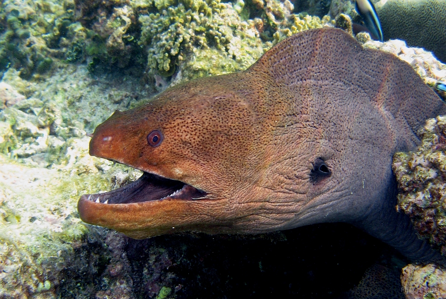 IMG_7582rcc_Maldives_Madoogali_Murene javanaise - Gymnothorax javanicus.jpg